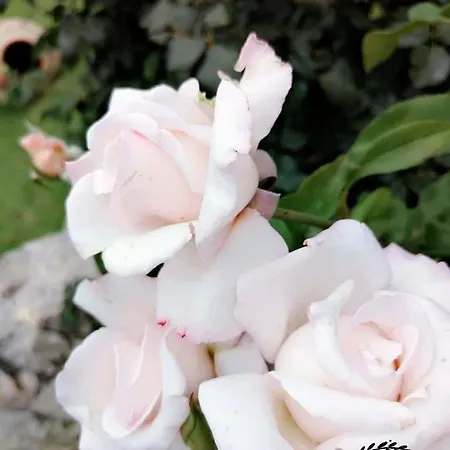 Dreams - Katelios,santa Barbara アパート カテリオス